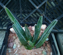 Load image into Gallery viewer, Agave ferdinand regis King of Agaves Tricuspid Terminal Spines