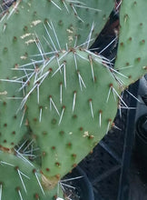 Load image into Gallery viewer, Opuntia phaeacantha Very Cold Hardy Cactus USDA Zone 5 One Section
