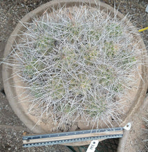 Load image into Gallery viewer, Echinocereus enneacanthus Lavender Flowers Super Clumps Cactus Cold Hardy MS
