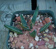 Load image into Gallery viewer, Agave ferdinand regis King of Agaves Tricuspid Terminal Spines