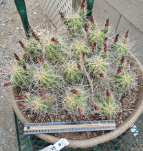 Load image into Gallery viewer, Echinocereus enneacanthus Lavender Flowers Super Clumps Cactus Cold Hardy ML