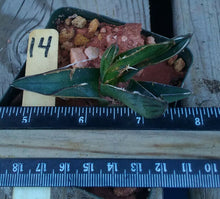 Load image into Gallery viewer, Agave ferdinand regis King of Agaves Tricuspid Terminal Spines