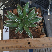 Load image into Gallery viewer, Agave victoria-reginae compacta Queen Victoria Agave 2