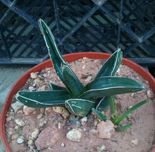 Load image into Gallery viewer, Agave ferdinand regis King of Agaves Tricuspid Terminal Spines