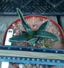 Load image into Gallery viewer, Agave ferdinand regis King of Agaves Tricuspid Terminal Spines