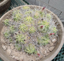 Load image into Gallery viewer, Echinocereus enneacanthus Lavender Flowers Super Clumps Cactus Cold Hardy ML