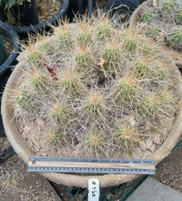 Load image into Gallery viewer, Echinocereus enneacanthus Lavender Flowers Super Clumps Cactus Cold Hardy LS