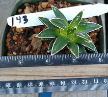 Load image into Gallery viewer, Agave victoria-reginae compacta Queen Victoria Agave