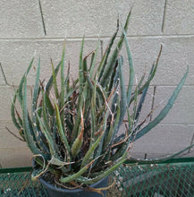 Load image into Gallery viewer, Agave xylanocantha Long Narrow Leaves With Jagged Edges Succulent Plant
