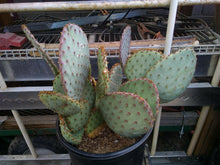 Load image into Gallery viewer, Opuntia Pinta Rita Pancake Round Purple Pads Cactus 1 Section