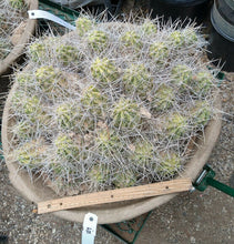 Load image into Gallery viewer, Echinocereus enneacanthus Lavender Flowers Super Clumps Cactus Cold Hardy ML