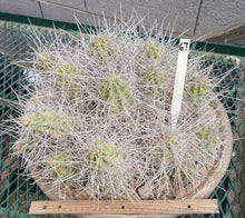 Load image into Gallery viewer, Echinocereus enneacanthus Lavender Flowers Super Clumps Cactus Cold Hardy SL