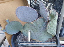 Load image into Gallery viewer, Opuntia macrocentra Blue Coral Wave Giant Pads Cold Hardy Cactus Whole Plants
