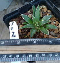 Load image into Gallery viewer, Agave victoria-reginae compacta Queen Victoria Agave