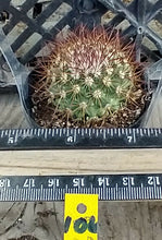 Load image into Gallery viewer, Mammillaria Rhodantha Red Spines Pincushion Cactus Pink Flowers 106