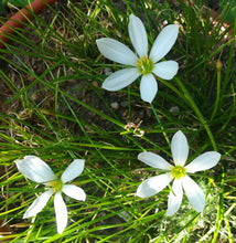 Load image into Gallery viewer, Zephyranthes treatiae Florida Native Fall White Flowers Grass Bulb Plant 6 Bulbs