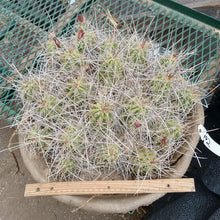 Load image into Gallery viewer, Echinocereus enneacanthus Lavender Flowers Super Clumps Cactus Cold Hardy SL