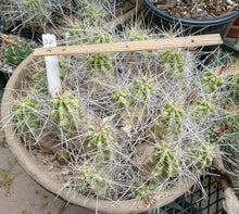 Load image into Gallery viewer, Echinocereus enneacanthus Lavender Flowers Super Clumps Cactus Cold Hardy ML