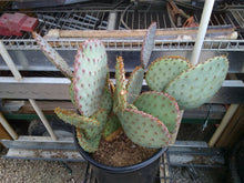 Load image into Gallery viewer, Opuntia Pinta Rita Pancake Round Purple Pads Cactus 1 Section