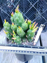 Load image into Gallery viewer, Opuntia Subulata Red Tips Thick Sections Cactus Whole Plant 19
