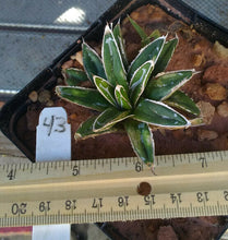 Load image into Gallery viewer, Agave victoria reginae Queen of Agaves Compact Form