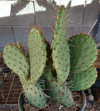 Load image into Gallery viewer, Opuntia Pina Colada Bi-Colored Flowers Beauty Cold Hardy Cactus 1 Pad