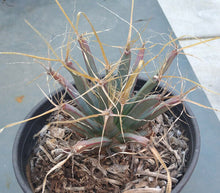 Load image into Gallery viewer, Leuchtenbergia principis Agave Ferocactus Long Paper Spines Cactus 144
