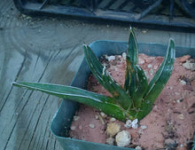 Load image into Gallery viewer, Agave ferdinand regis King of Agaves Tricuspid Terminal Spines
