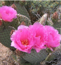 Load image into Gallery viewer, Opuntia basilaris Beaver Tail Cactus Pink Flowers 1 Pad