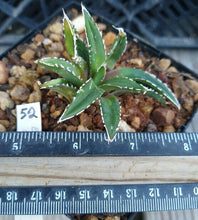 Load image into Gallery viewer, Agave victoria-reginae compacta Queen Victoria Agave