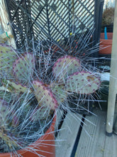 Load image into Gallery viewer, Opuntia macrocentra Extra Long Spines Cold Hardy Cactus 1Pad