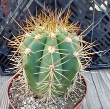 Load image into Gallery viewer, Trichocereus terscheckii Gold Spine Argentine Saguaro 7 Inches Tall 6 inch wide
