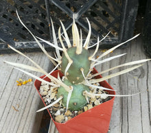 Load image into Gallery viewer, Tephrocactus articulatus v. papyracanthus Paper Spine Cactus 1 Section Only