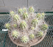 Load image into Gallery viewer, Echinocereus enneacanthus Lavender Flowers Super Clumps Cactus Cold Hardy SL