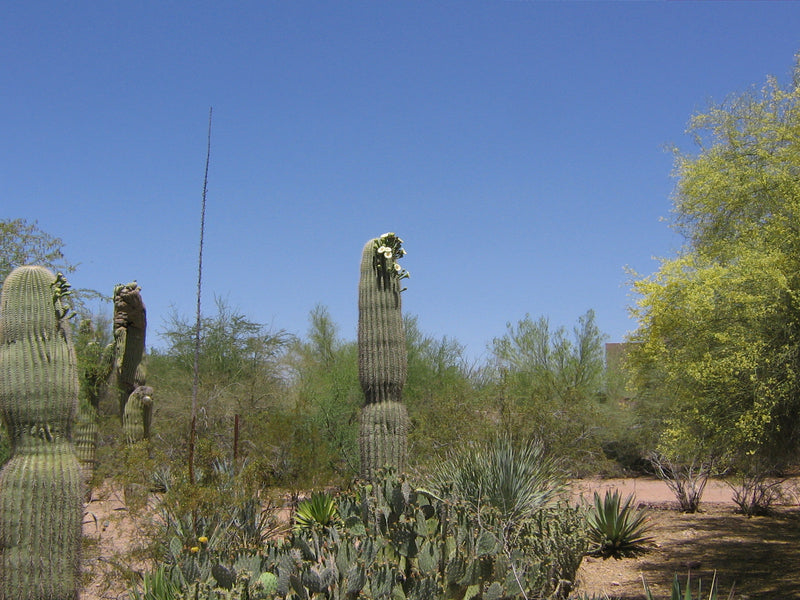 Most Common Cactus Questions:  12. How Long Do Cacti Typically Live?