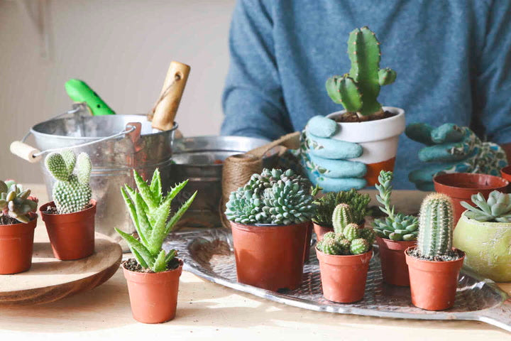 Most Common Cactus Questions: 6. Do Cacti Come With Care Instructions When Purchased?