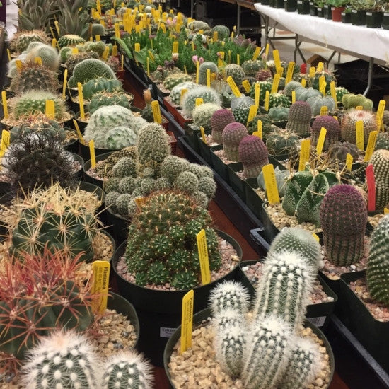 Most Common Cactus Questions: 16. Can I fertilize my cactus? If so, how often and with what type of fertilizer?