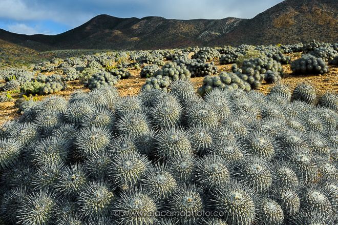 Most Common Cactus Questions: 4. Are All Cacti Native To Deserts?