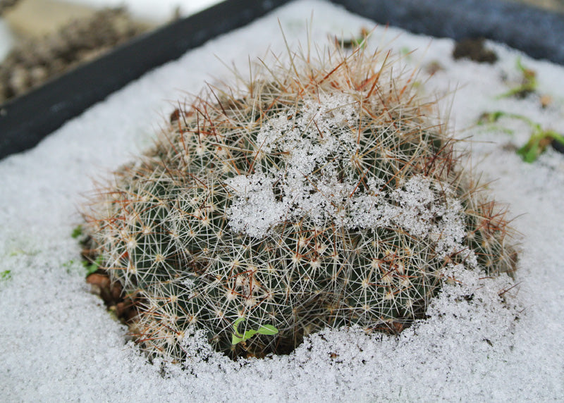 Most Common Cactus Questions 13. Can Cacti Withstand Cold Temperature