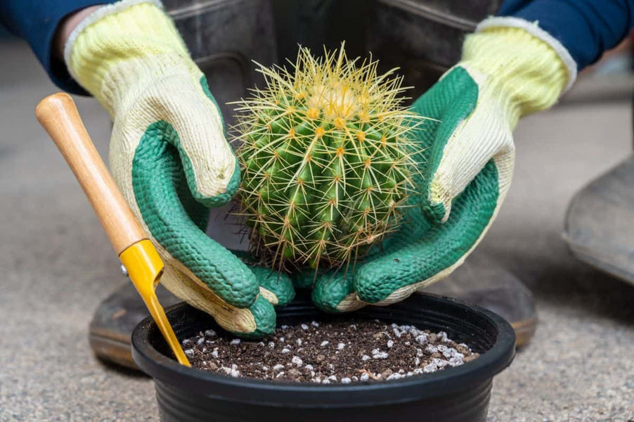 Most Common Cactus Questions:  20. How do I safely handle a cactus without getting pricked?