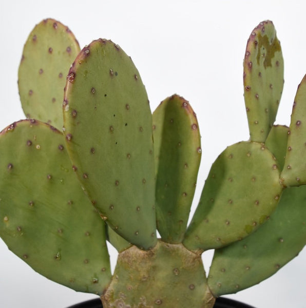 Most Common Cactus Questions:  10. Are All Cacti Sharp And Spiky?