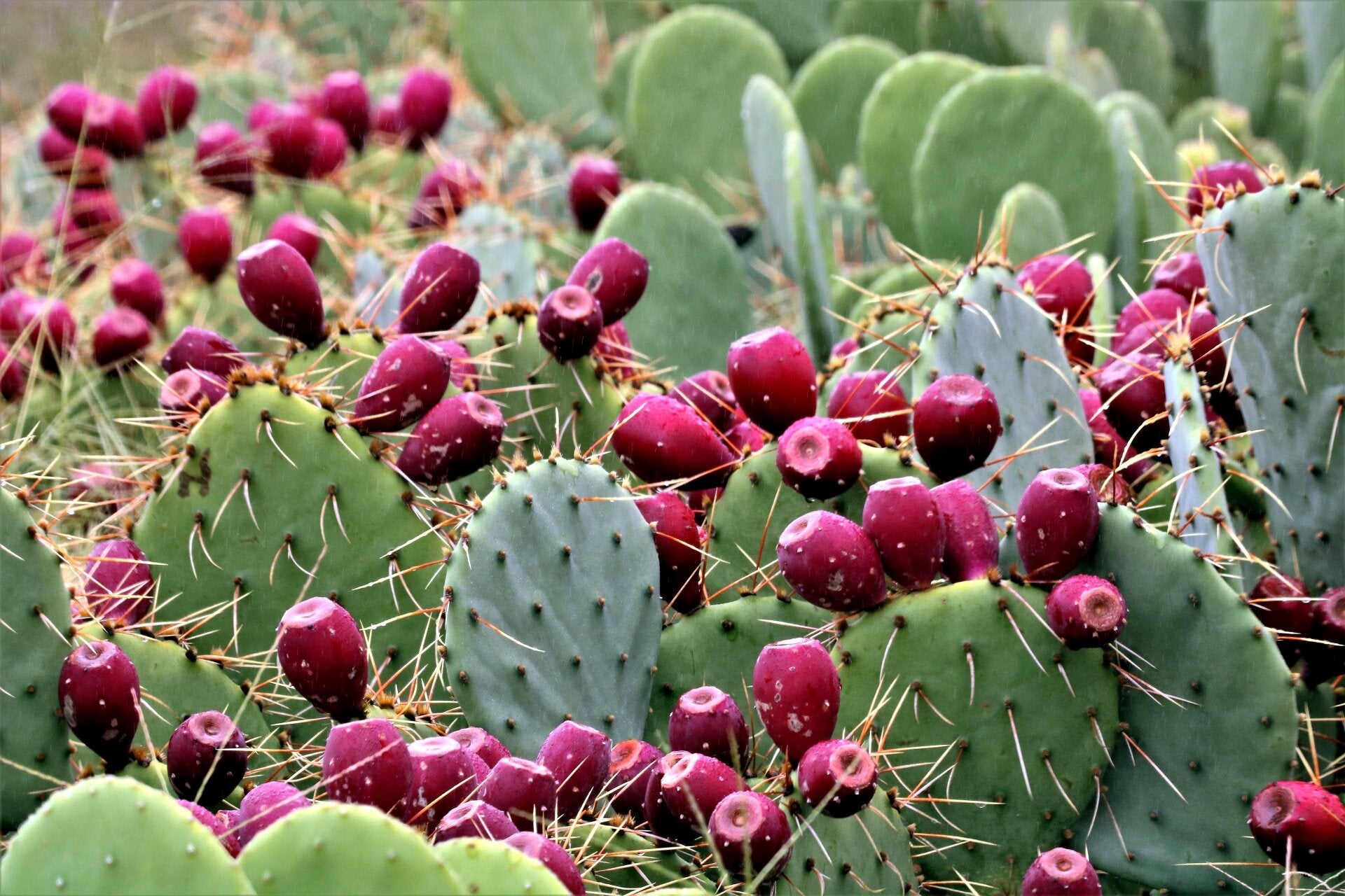 Most Common Cactus Questions: 18. Are cacti edible? Are there any popu   cactusbylin.com