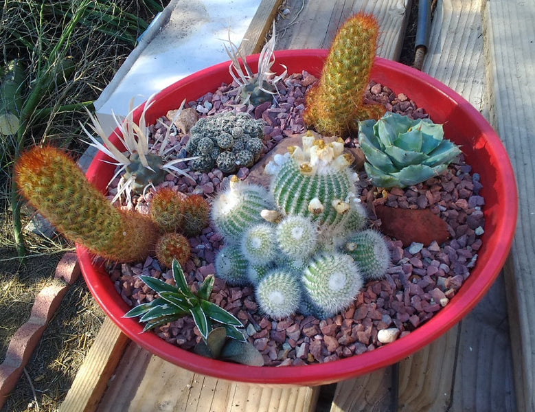 Most Common Cactus Questions:  15. How do I repot a cactus without damaging it?