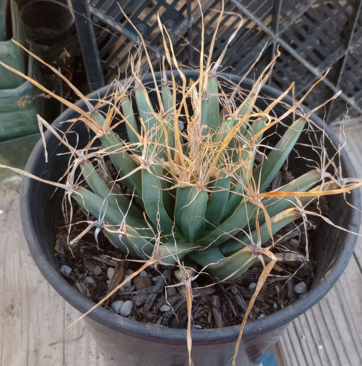 Leuchtenbergia principis Agave Ferocactus Long Paper Spines Cactus 144