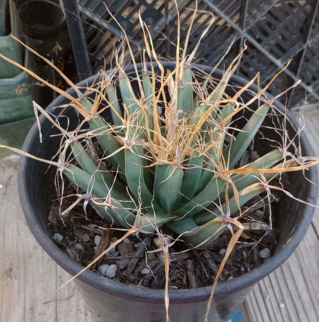 Leuchtenbergia principis Agave Ferocactus Long Paper Spines Cactus 144