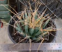 Load image into Gallery viewer, Leuchtenbergia principis Agave Ferocactus Long Paper Spines Cactus 144

