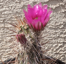 Load image into Gallery viewer, Echinocereus engelmannii Hedgehog Clumping Brown Stems Magenta Flowers Full Sun
