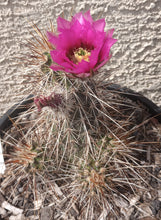 Load image into Gallery viewer, Echinocereus engelmannii Hedgehog Clumping Brown Stems Magenta Flowers Full Sun
