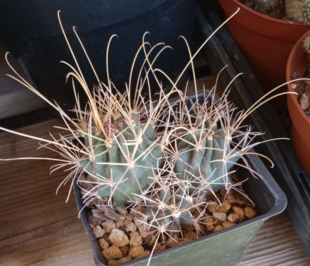 Sclerocactus wrightii Triple Heads Long Hook Spines Cold Hardy Cactus 123