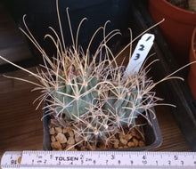 Load image into Gallery viewer, Sclerocactus wrightii Triple Heads Long Hook Spines Cold Hardy Cactus 123
